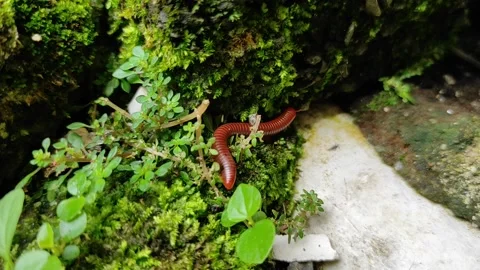 Millipede caterpillar crawling in the backyard Stock Footage 165848773