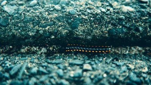Millipede caterpillar Stock Photos