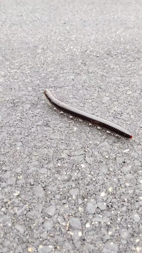 Millipede caterpillars walking on asphalt 스톡 동영상 250435070