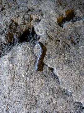 Millipede in a Cave Stock Photos