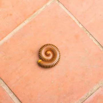 Millipede on the cement floor Stock Photos