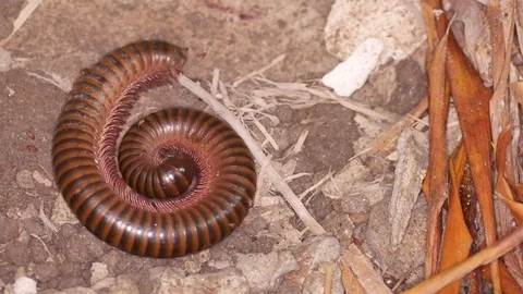 Millipede coil the body Stock Footage 91334497