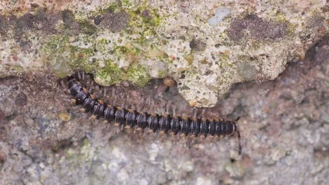 Millipede consume the ground substrate Stock Footage 93466443
