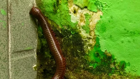 A millipede on the corner of the wall. Video stock 195439453