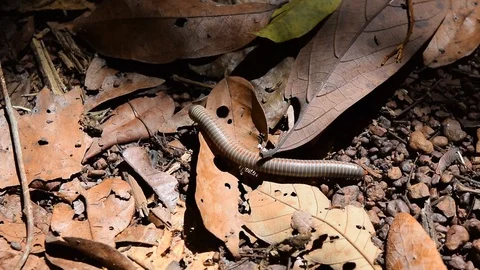 Millipede crawl on ground Stock Footage 90113836