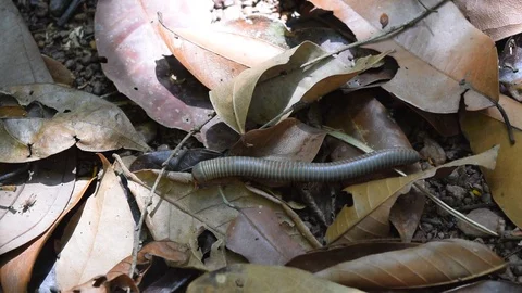 Millipede crawl on ground Stock Footage 90114034