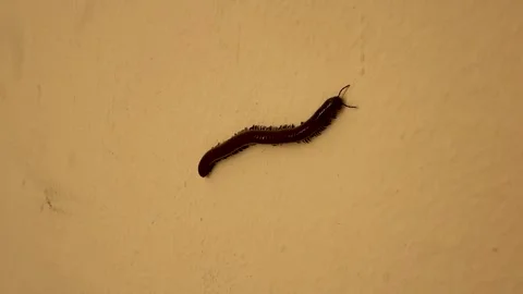Millipede Crawling Across a Textured Yellow Plaster Wall Stock Footage 341902826