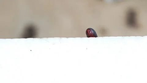 Millipede Crawling Along the Edge of a White Foam Box Stock Footage 342588392