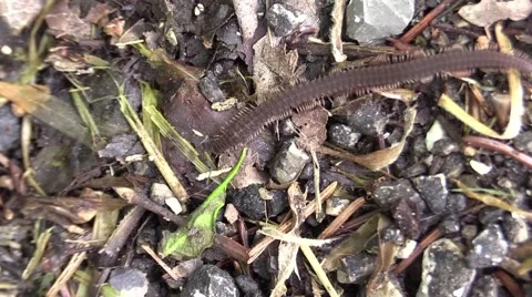 Millipede crawling along forest floor Video stock 63217705