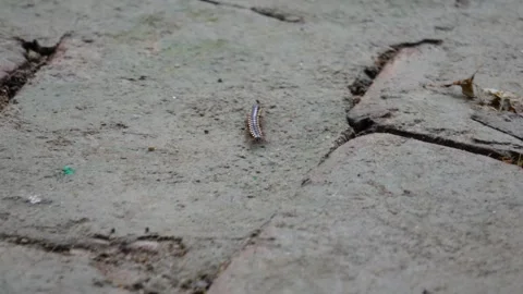 A millipede is crawling on the bricks surface in close up Stock Footage 312787781