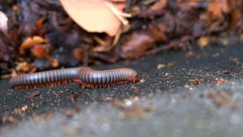 Millipede crawling close-up on concrete wall in Rain forest, Thailand, UHD 4K Stock Footage 92514200