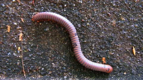 Millipede crawling close-up on concrete wall in Rain forest, Thailand, UHD 4K Stock Footage 92536927