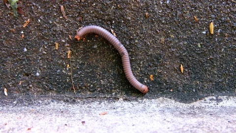 Millipede crawling close-up on concrete wall in Rain forest, Thailand, UHD 4K Stock Footage 92541999