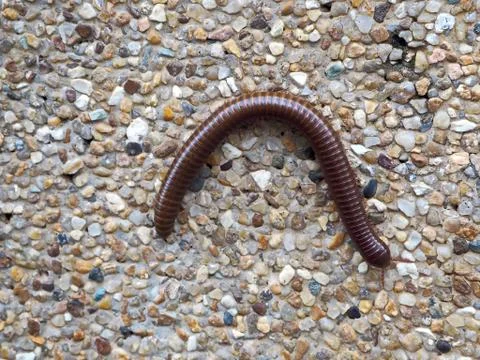 Millipede Crawling on the Floor Stock Photos