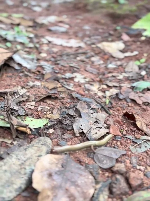 Millipede Crawling on Forest Ground With Leaves Stock Footage 342265079