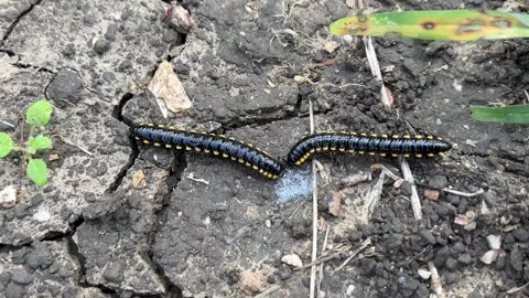 Millipede Crawling on Ground | Closeup Video of Yellow-Spotted Millipede Stockbeeldmateriaal 316769726