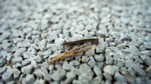A millipede crawling on the ground Stock Footage 144516577