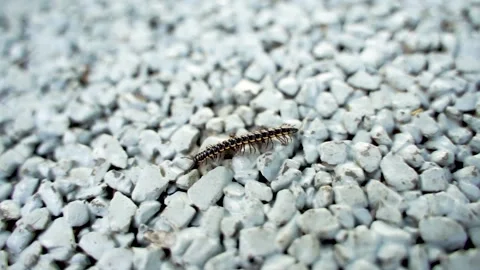 A millipede crawling on the ground Stock-Footage 144516691