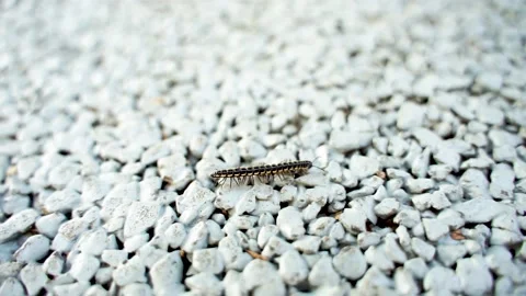 A millipede crawling on the ground Stock Footage 144516760
