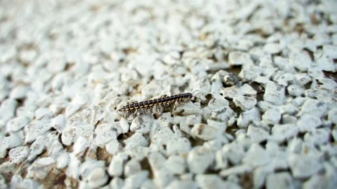 A millipede crawling on the ground Stock Footage 144516886