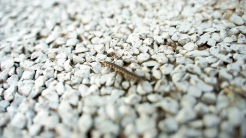 A millipede crawling on the ground Stock Footage 144516892