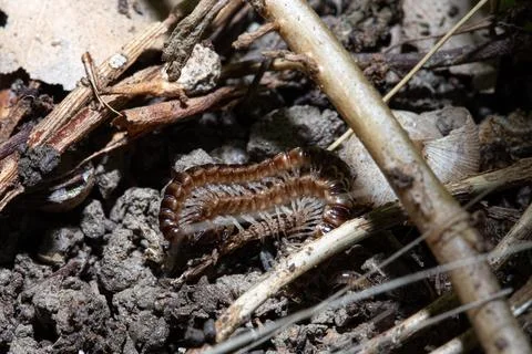 Millipede crawling on the ground in the forest 스톡 사진