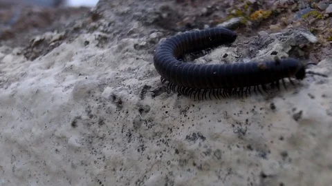 Millipede Crawling on Ground Macro – Creepy Crawling Arthropod Stock Footage 103286304