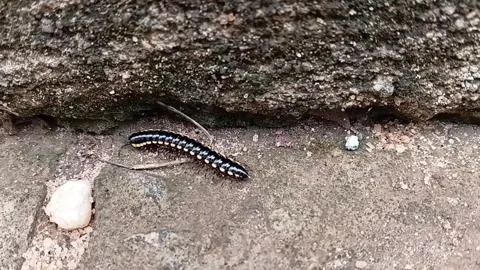 Millipede Crawling On The Ground Outdoors 動画素材 335005673