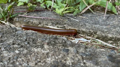 Millipede crawling from left to right Stock Footage 125842463