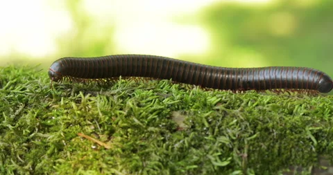 Millipede Crawling on Moss Covered Log Stock Footage 155358115