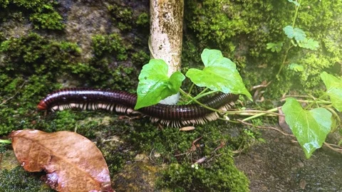 Millipede Crawling on Moss Stock Footage 313149287