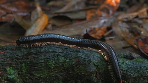 Millipede crawling on mossy log in forest, surrounded by fallen leaves Video stock 280198604