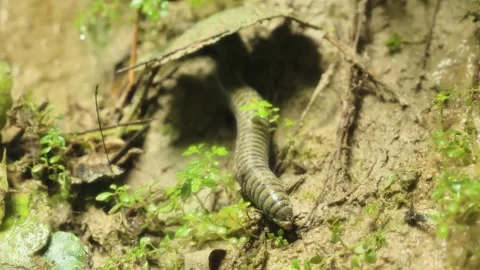 Millipede Crawling Near Forest Soil Shelter - Samboan Cebu Philippines Jungle Vídeos de archivo 334097413
