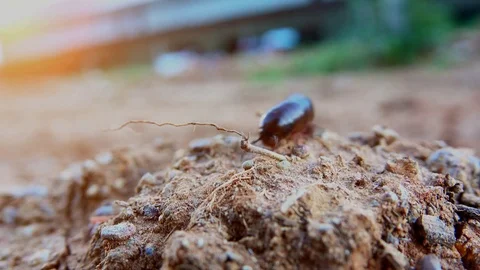 Millipede crawling or wiggle on ground on blurred background Stock Footage 82711558