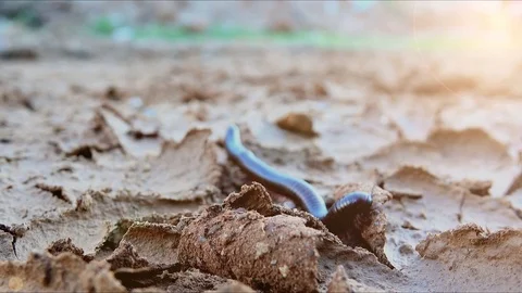 Millipede crawling or wiggle on ground on blurred background Stock Footage 82714126