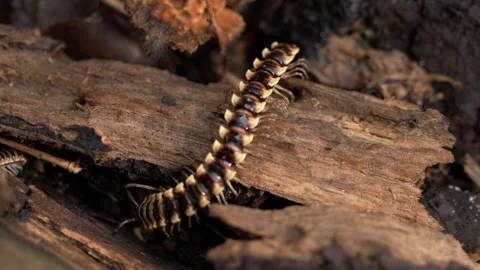 Millipede Crawling Over Rotten Tree Trunk in Tropical Forest Stock Footage 340440574
