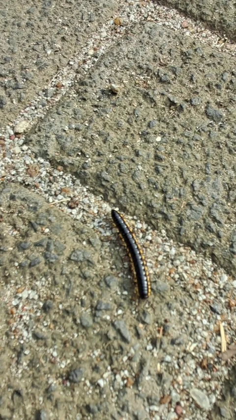 Millipede Crawling on Pavement Stock Footage 331421858