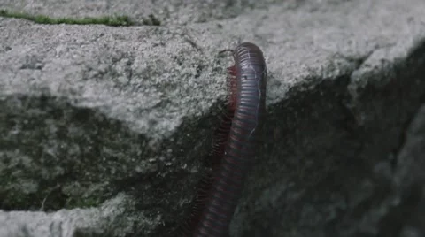 Millipede Crawling on a Rock in the Woods Stock-Footage 52993222