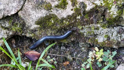 Millipede Crawling on Rocks Stock Footage 77147480