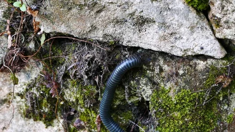 Millipede Crawling on Rocks Stock Footage 77148481