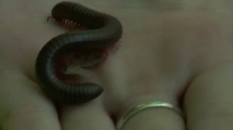 Millipede Crawling on Skin Stock Footage 302935