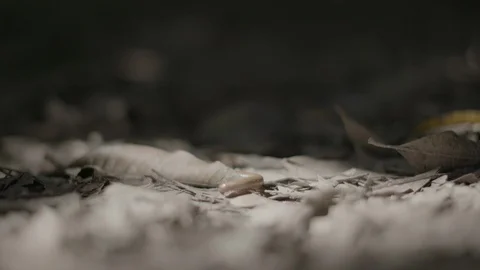 Millipede crawling through leaves Stock Footage 101095938