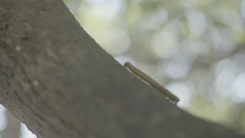 Millipede crawling on tree 1 Stock Footage 101095609