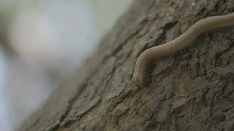 Millipede crawling on tree 2 Stock Footage 101095428