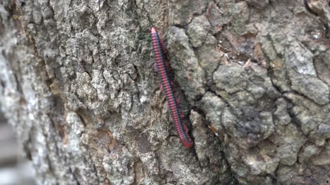 Millipede crawling in tree Stock Footage 159981826