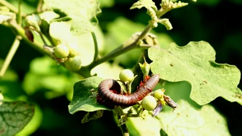 Millipede is crawling on tree, out door Chiangmai Thailand. Stock Footage 273145012