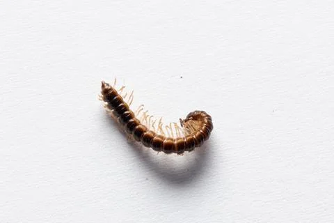 Millipede crawling on white background with many legs 库存照片