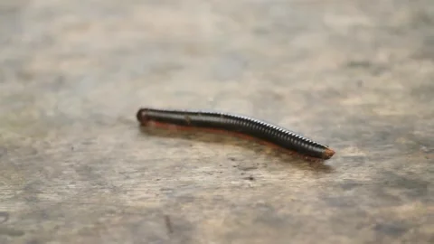 Millipede crawling on wooden surface macro close up tropical insect Stock Footage 329679229