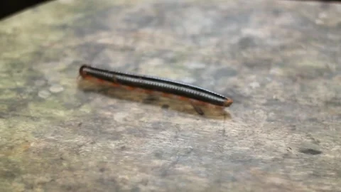 Millipede crawling on wooden surface macro close up tropical insect Stock Footage 329679231