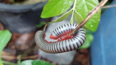 A millipede is defecating Stock Footage 276097350